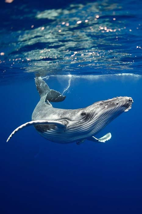 Galle Sri Lanka – Whale Watching Adventure